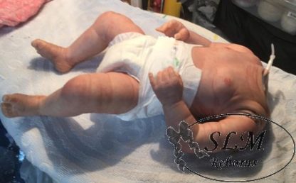 HARPER BOY - ORION  (adopted U.K.  ) - Image 9