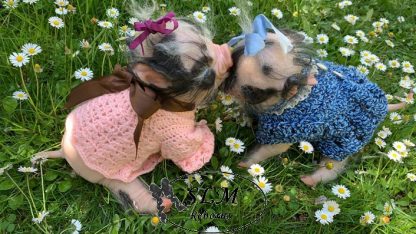 PIGLET with brown eyes - Image 12