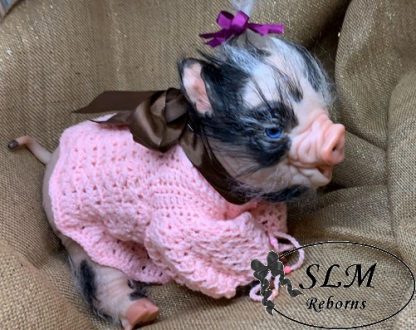 PIGLET fawn - blue eyes