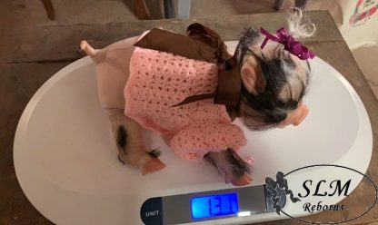 PIGLET fawn - blue eyes - Image 8