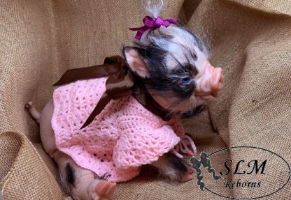 PIGLET fawn - blue eyes - Image 5